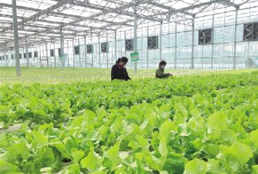 Easy Growing Hydroponics Greenhouse Lettuce Vegetable Greenhouse