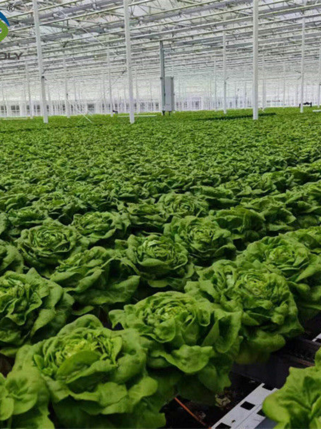 Easy Growing Hydroponics Greenhouse Lettuce Vegetable Greenhouse
