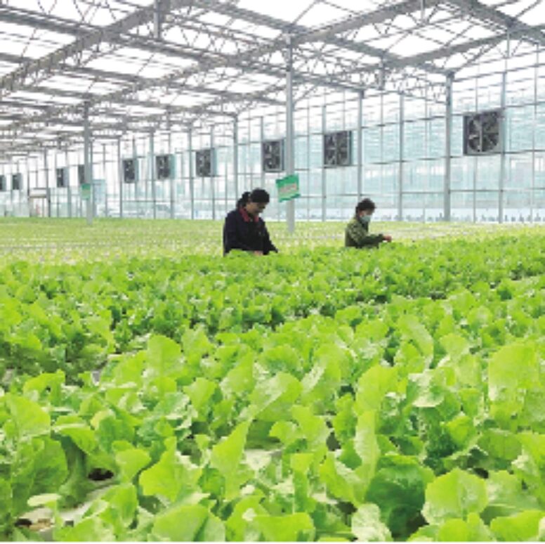Easy Growing Hydroponics Greenhouse Lettuce Vegetable Greenhouse