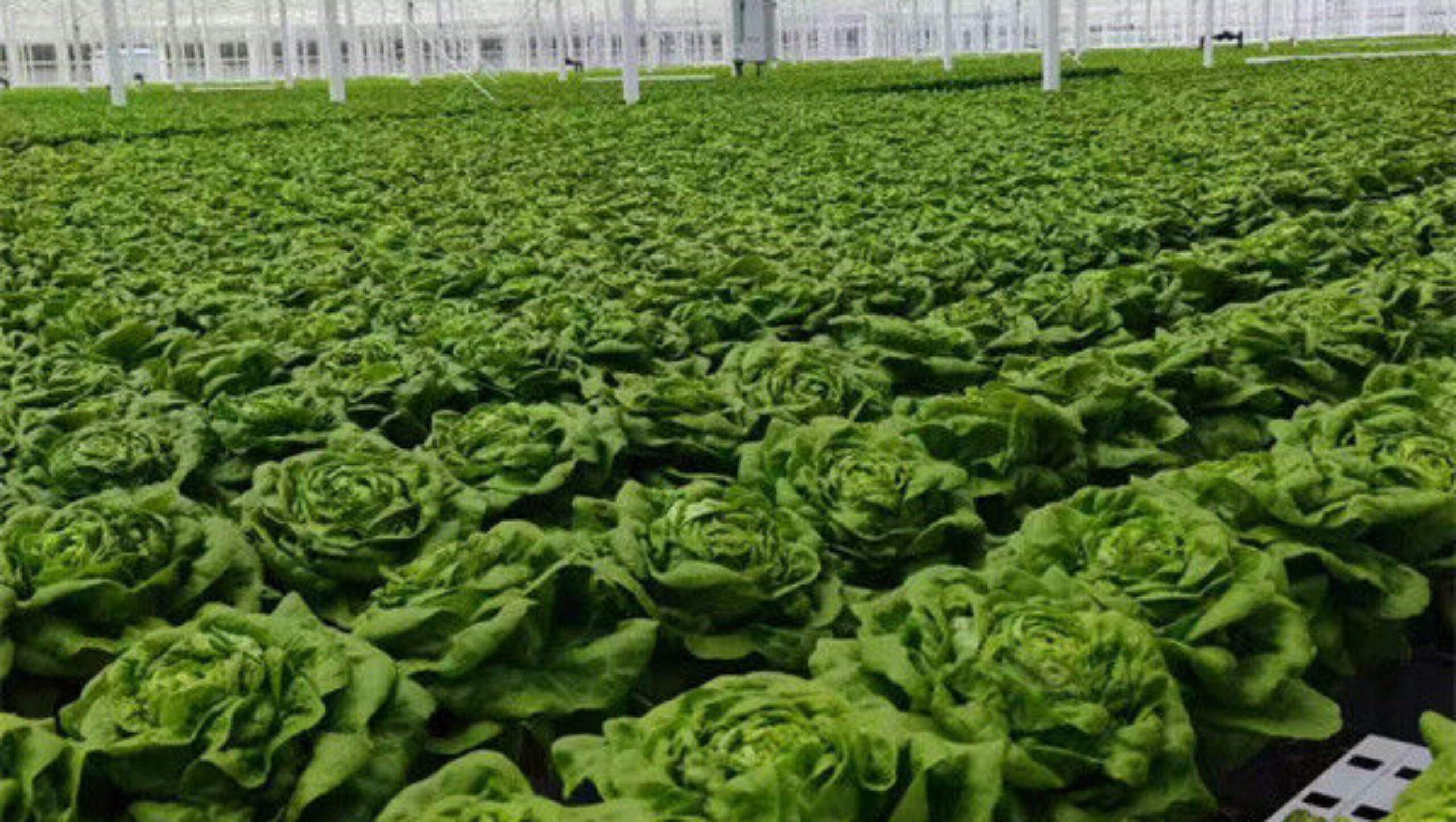 Easy Growing Hydroponics Greenhouse Lettuce Vegetable Greenhouse