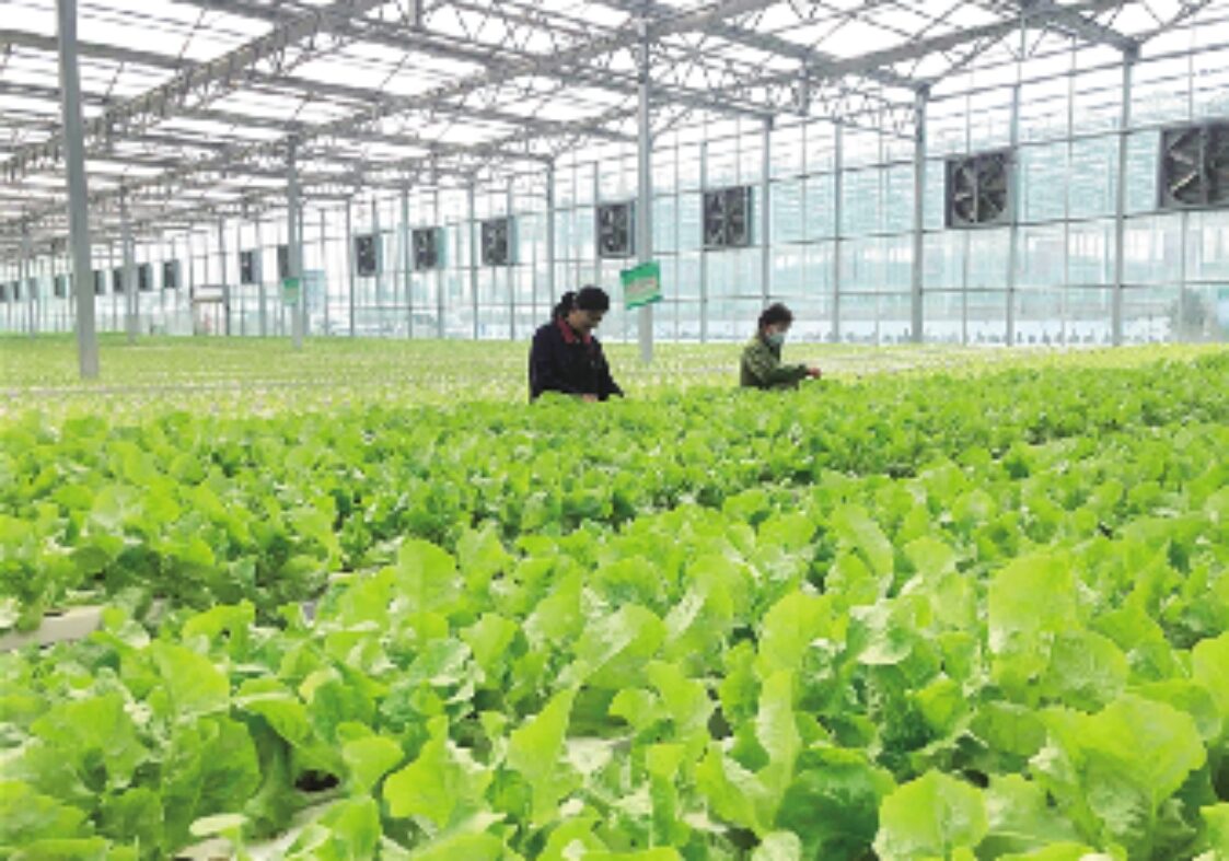 Easy Growing Hydroponics Greenhouse Lettuce Vegetable Greenhouse