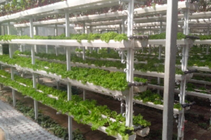 Easy Growing Hydroponics Greenhouse Lettuce Vegetable Greenhouse