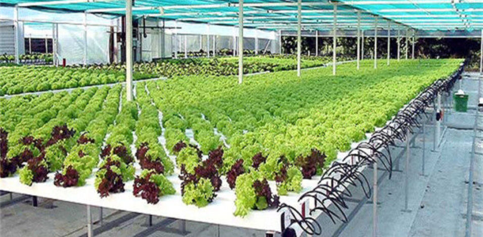Easy Installation Customized Agricultural Greenhouses With LED Lighting
