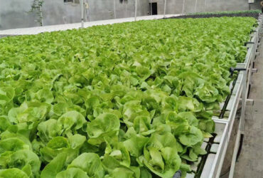 Easy Installation Customized Agricultural Greenhouses With LED Lighting