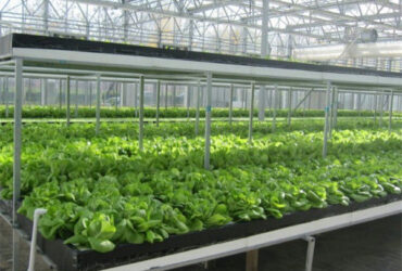 Easy Installation Customized Agricultural Greenhouses With LED Lighting
