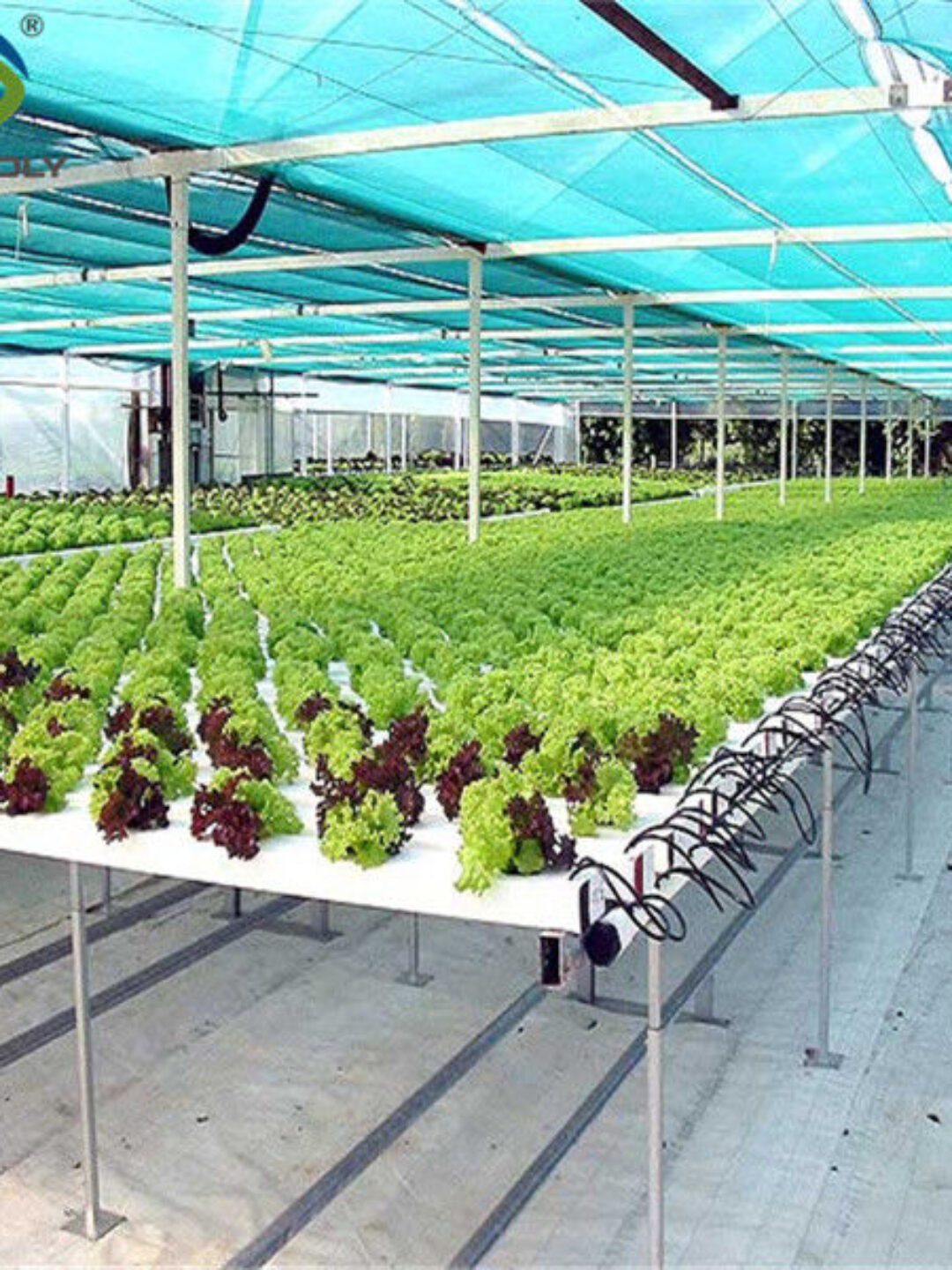 Easy Installation Customized Agricultural Greenhouses With LED Lighting
