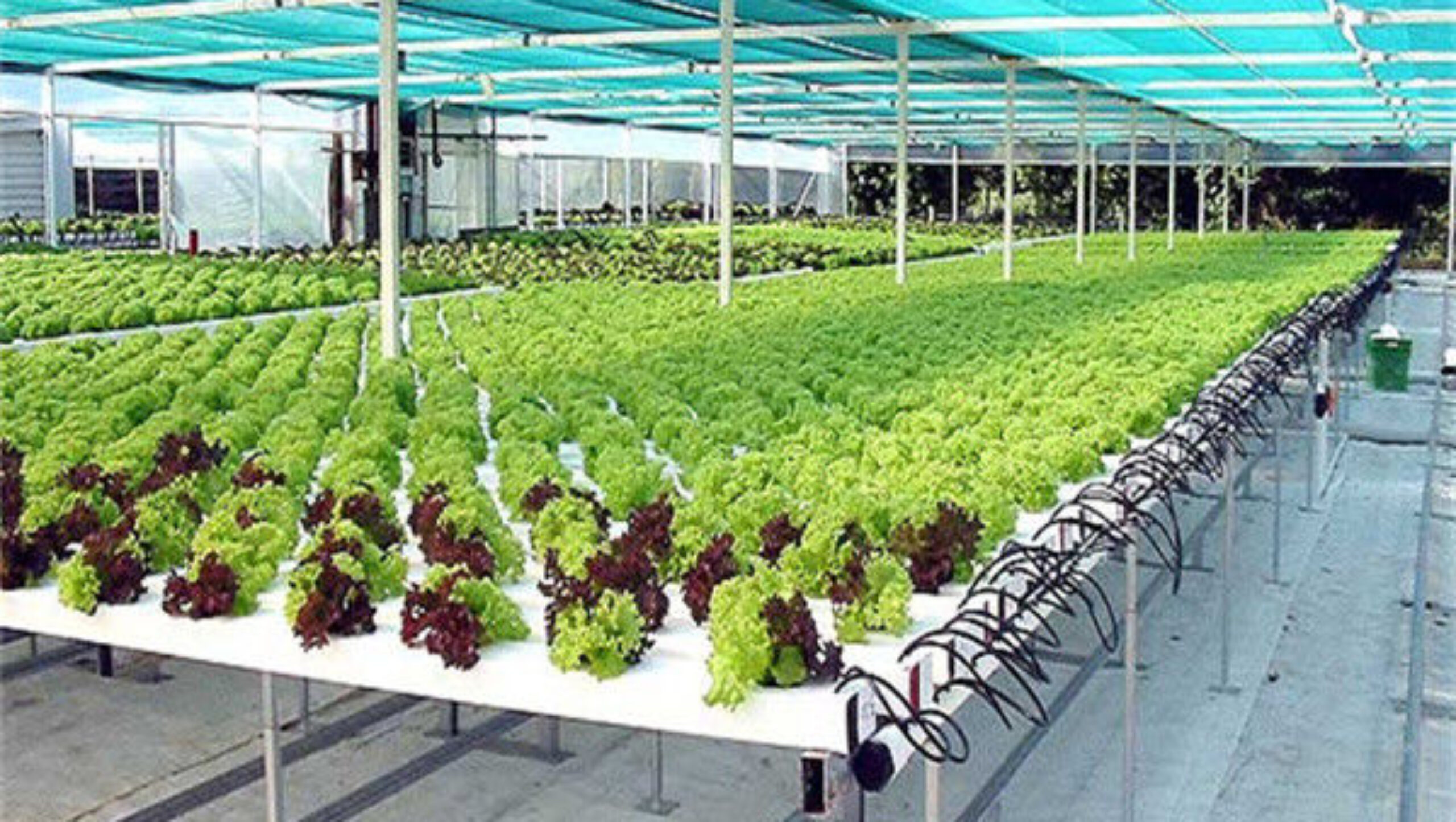 Easy Installation Customized Agricultural Greenhouses With LED Lighting