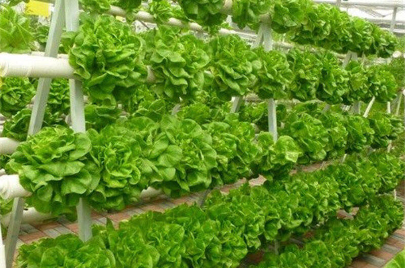 Easy Installation Customized Agricultural Greenhouses With LED Lighting