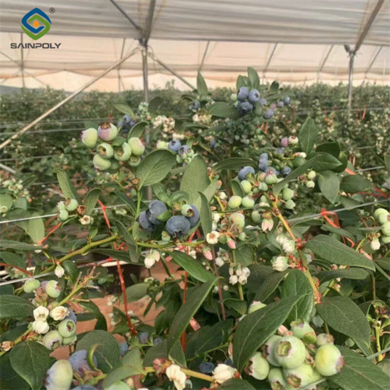 Easy To Assemble Transparent Blueberry Greenhouse With Electric Systems