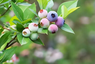 Easy To Assemble Transparent Blueberry Greenhouse With Electric Systems