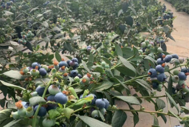 Easy To Assemble Transparent Blueberry Greenhouse With Electric Systems