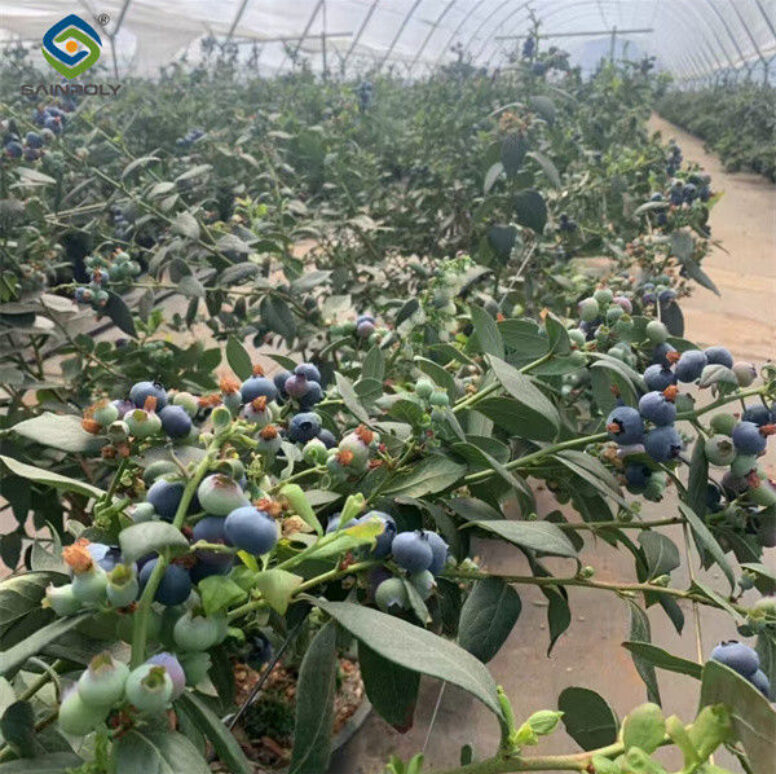 Easy To Assemble Transparent Blueberry Greenhouse With Electric Systems