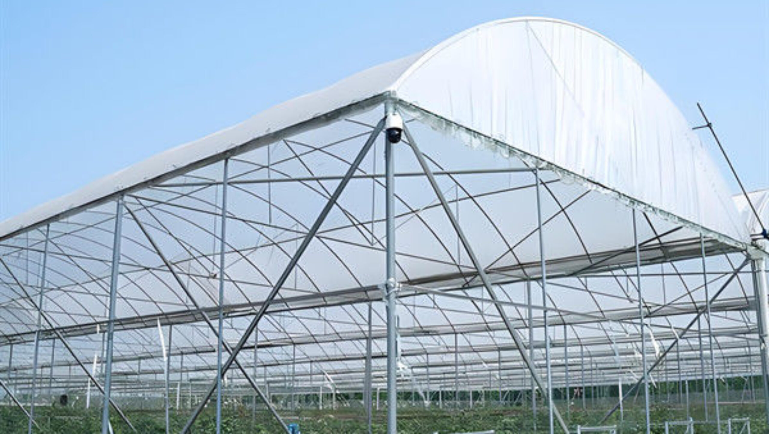 Easy To Assemble Transparent Blueberry Greenhouse With Electric Systems