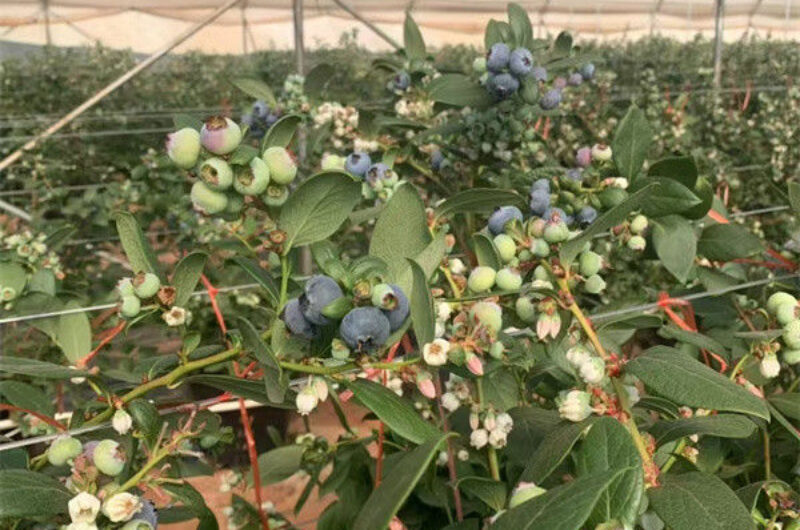 Easy To Assemble Transparent Blueberry Greenhouse With Electric Systems