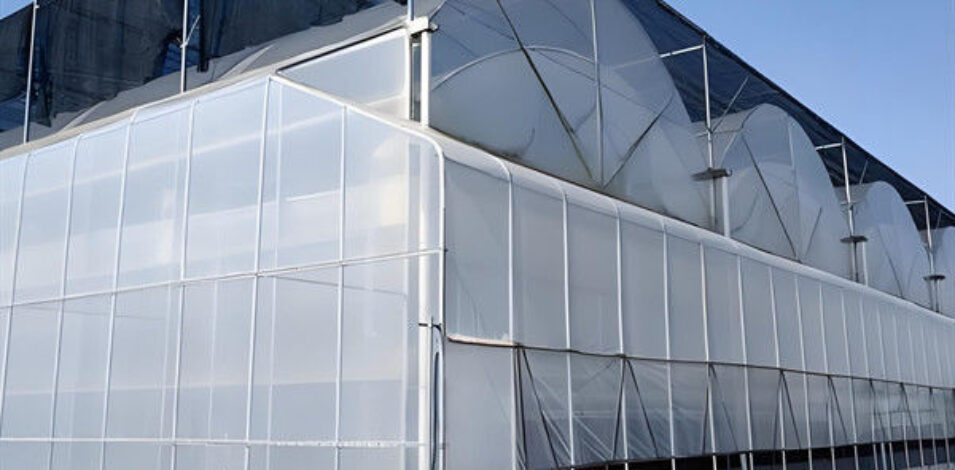 Economical Commercial NFT Hydroponic Greenhouse Plastic Film Greenhouse