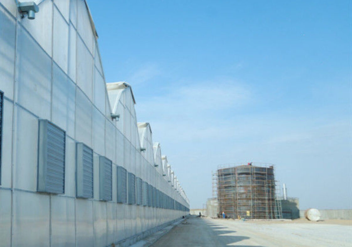 Economical Commercial NFT Hydroponic Greenhouse Plastic Film Greenhouse