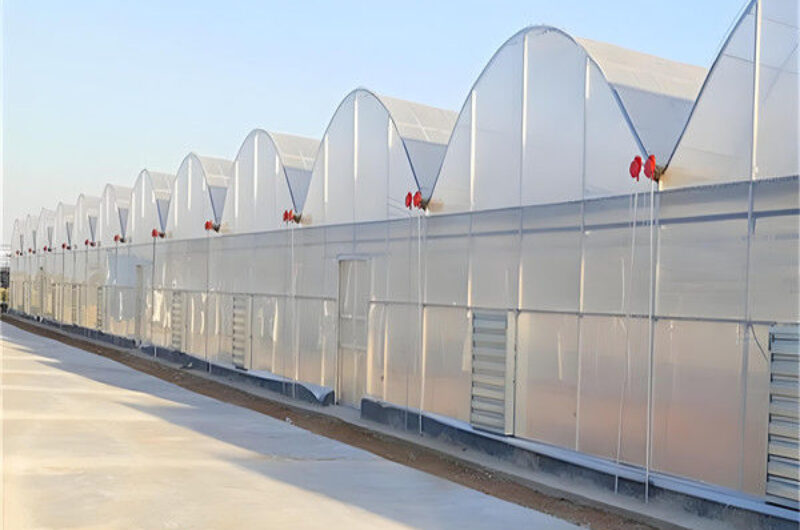 Economical Commercial NFT Hydroponic Greenhouse Plastic Film Greenhouse