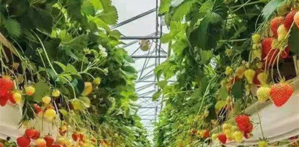 Efficient Strawberry Plant Greenhouse Easy To Install High Performance