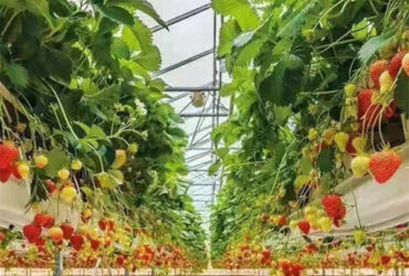Efficient Strawberry Plant Greenhouse Easy To Install High Performance