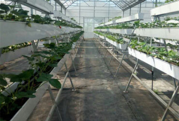 Efficient Strawberry Plant Greenhouse Easy To Install High Performance