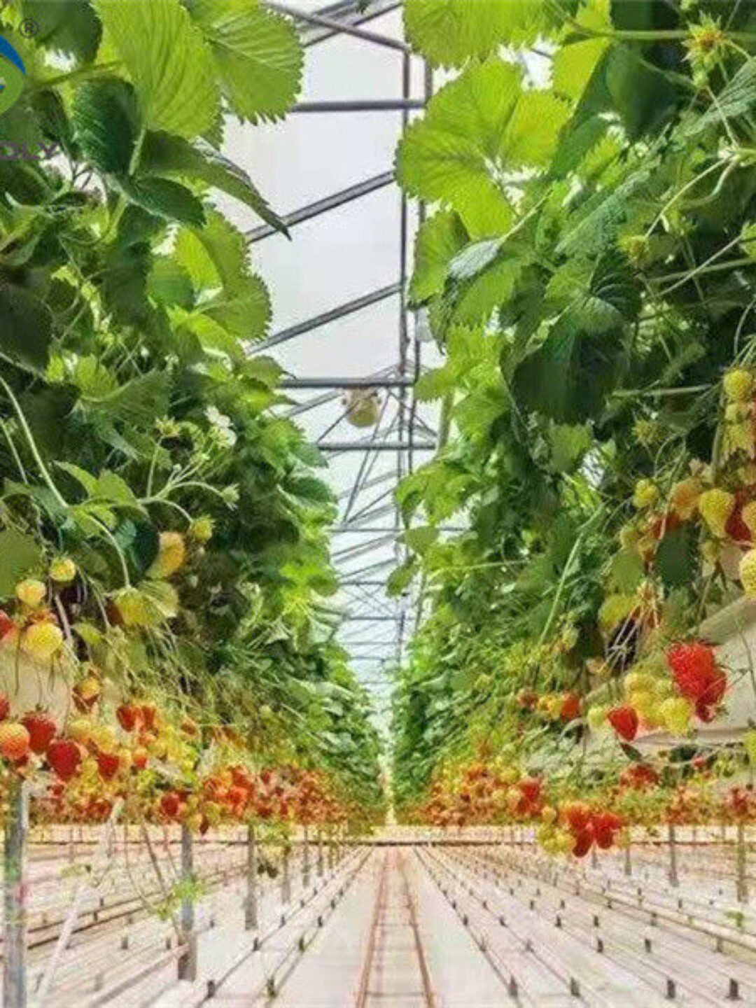 Efficient Strawberry Plant Greenhouse Easy To Install High Performance