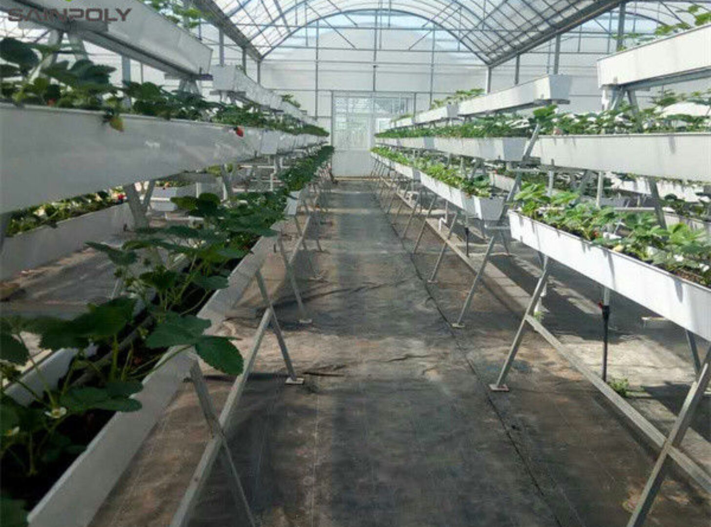 Efficient Strawberry Plant Greenhouse Easy To Install High Performance