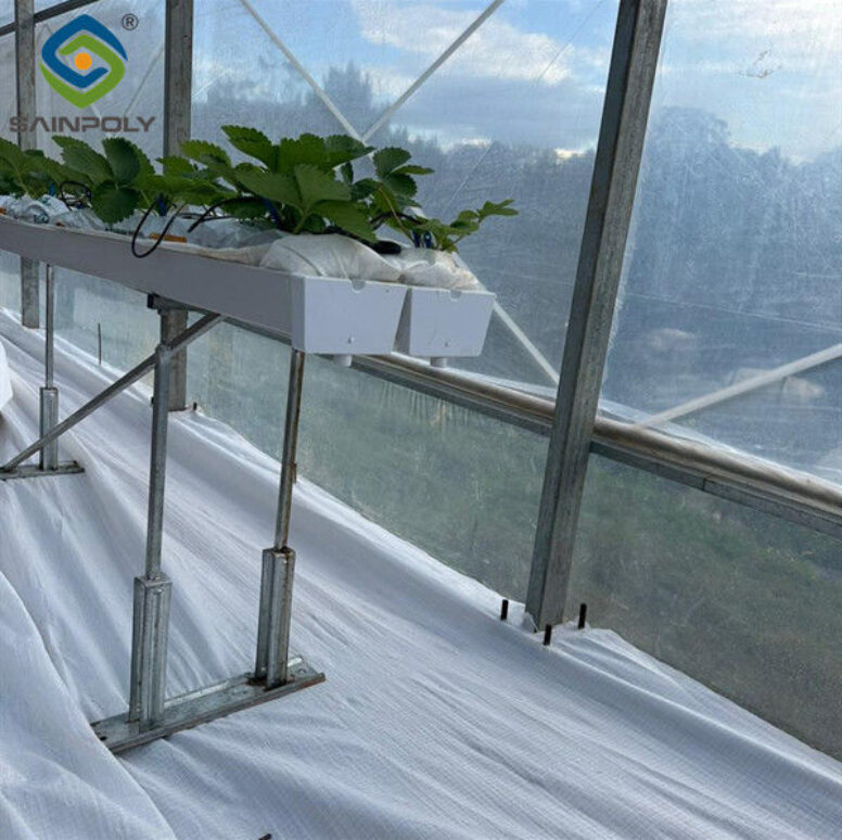 Efficient Strawberry Plant Greenhouse Easy To Install High Performance