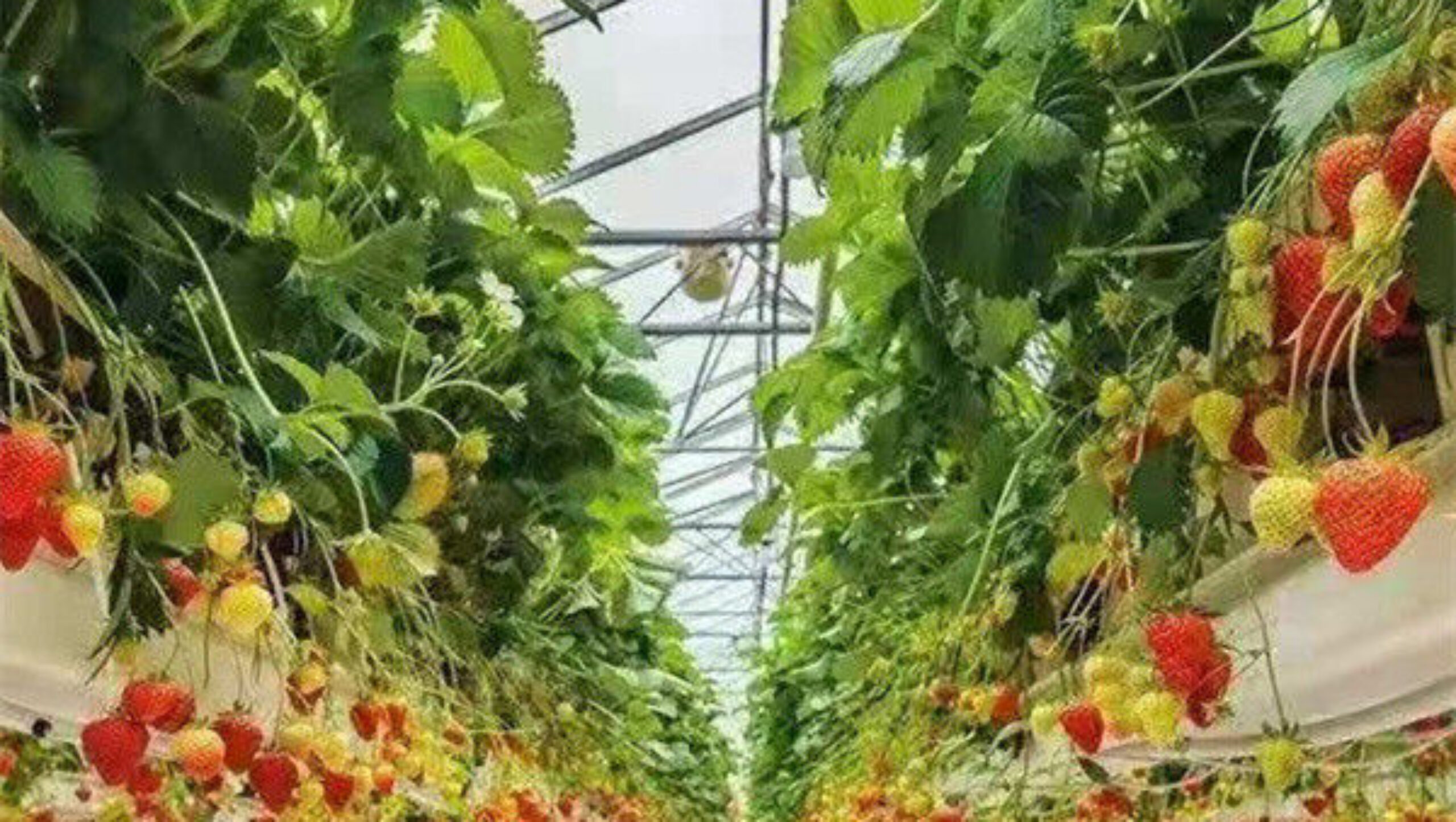 Efficient Strawberry Plant Greenhouse Easy To Install High Performance
