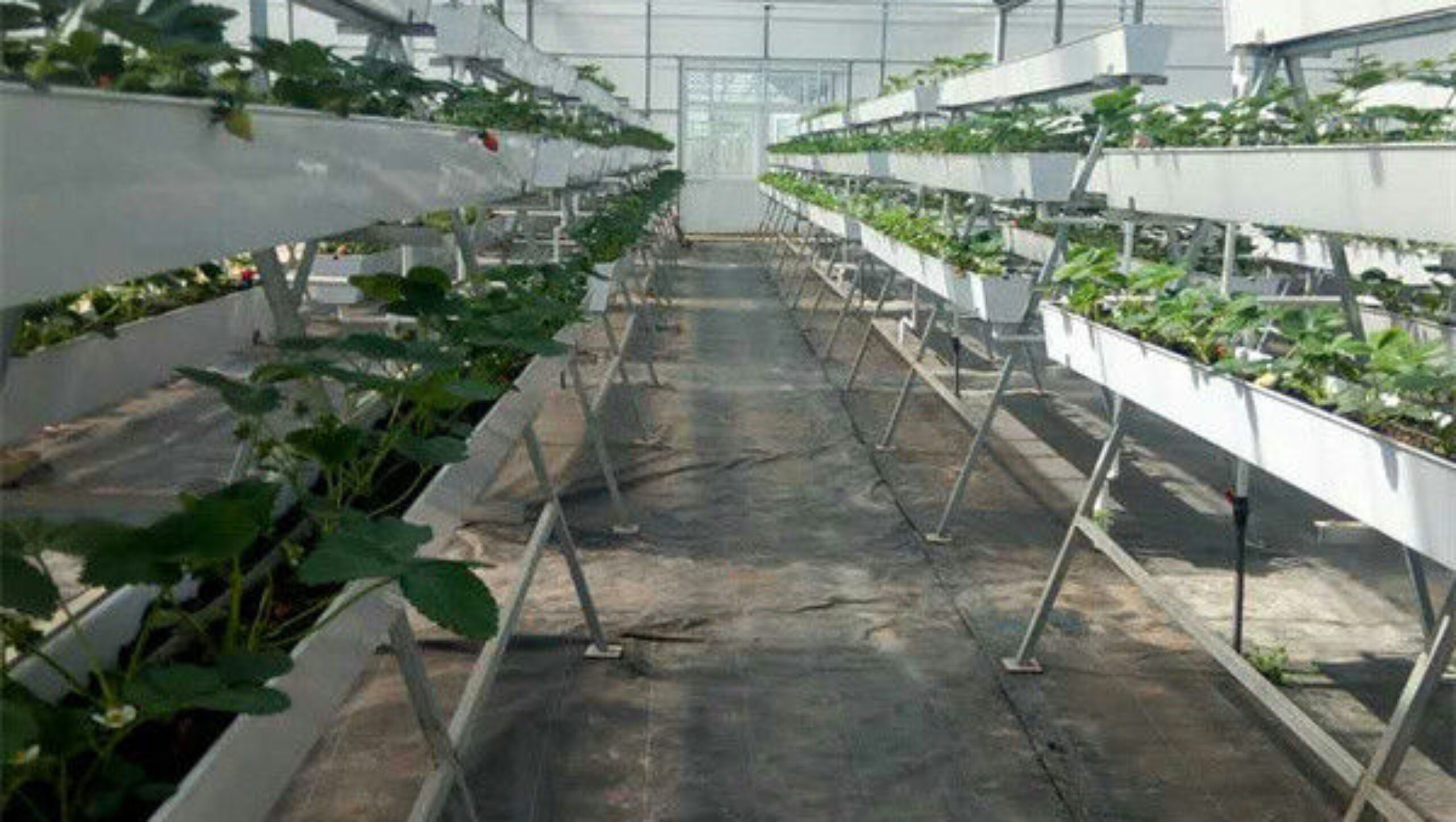 Efficient Strawberry Plant Greenhouse Easy To Install High Performance