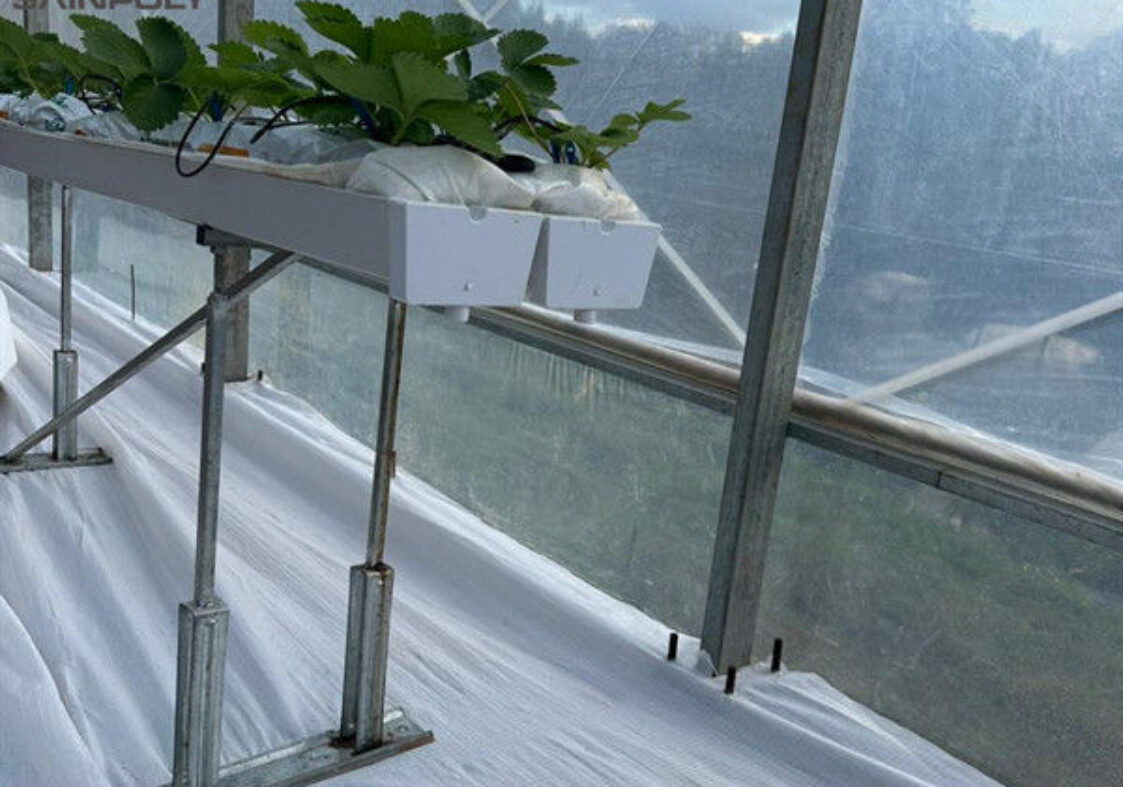 Efficient Strawberry Plant Greenhouse Easy To Install High Performance