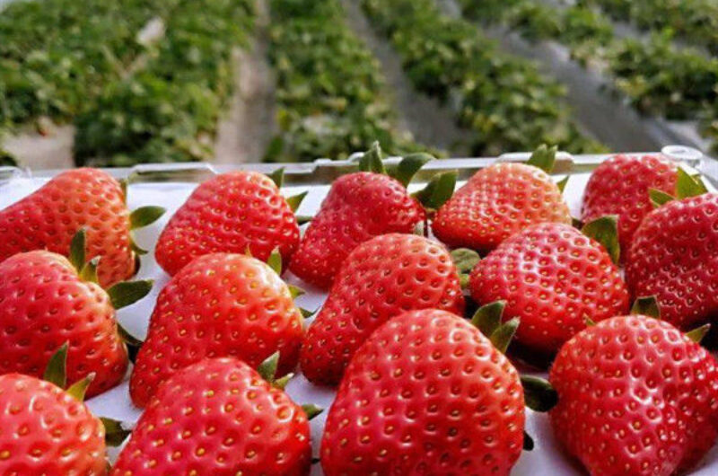 Efficient Strawberry Plant Greenhouse Easy To Install High Performance