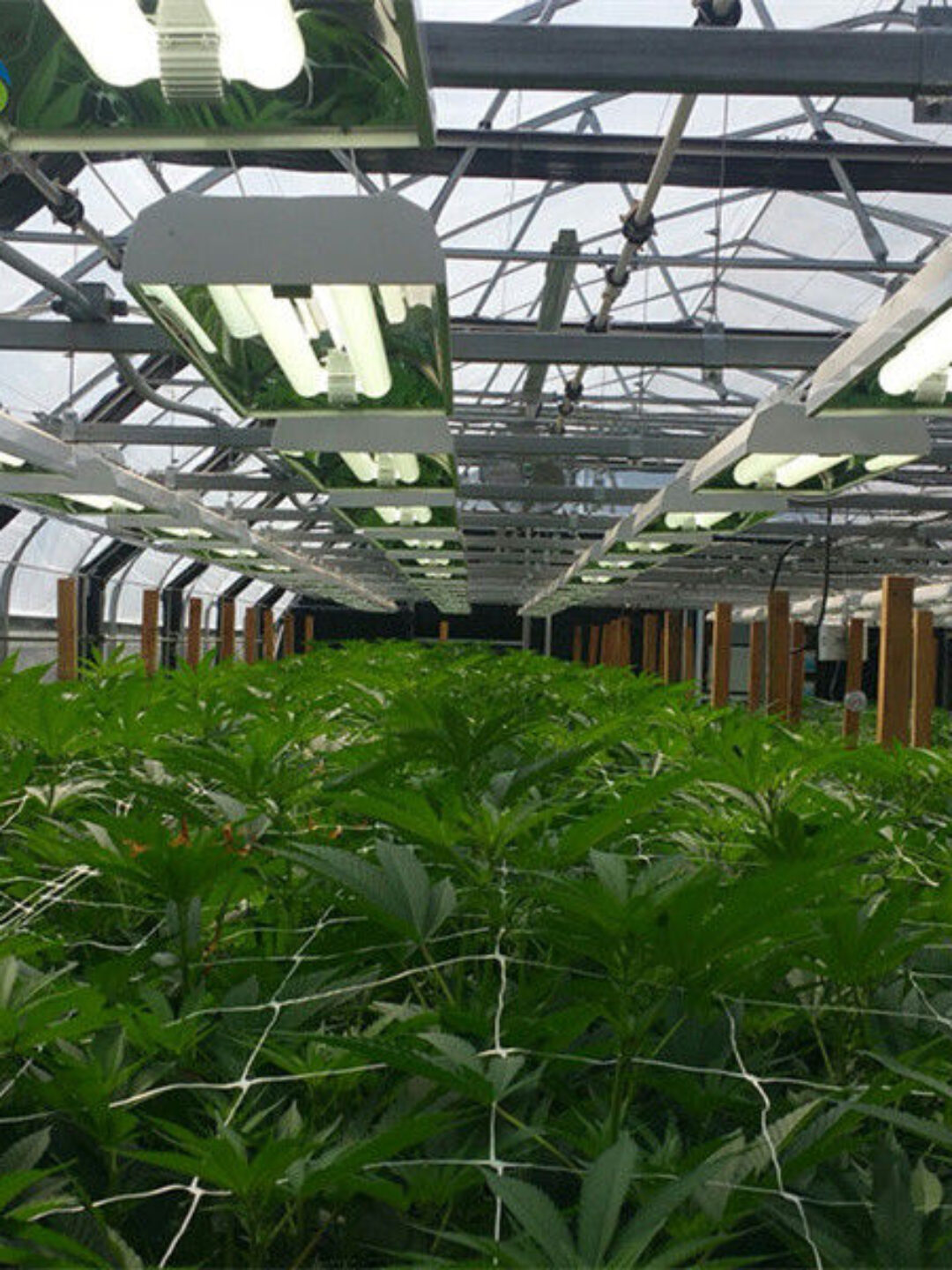 Electric Type Full Dark Blackout Greenhouse For Agricultural Commercial