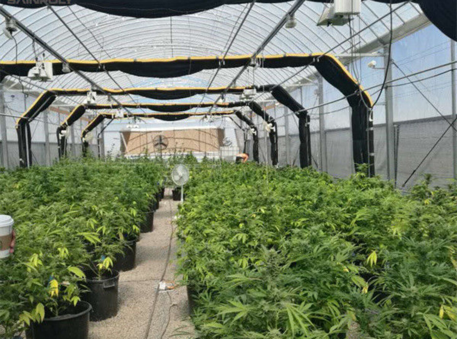 Electric Type Full Dark Blackout Greenhouse For Agricultural Commercial