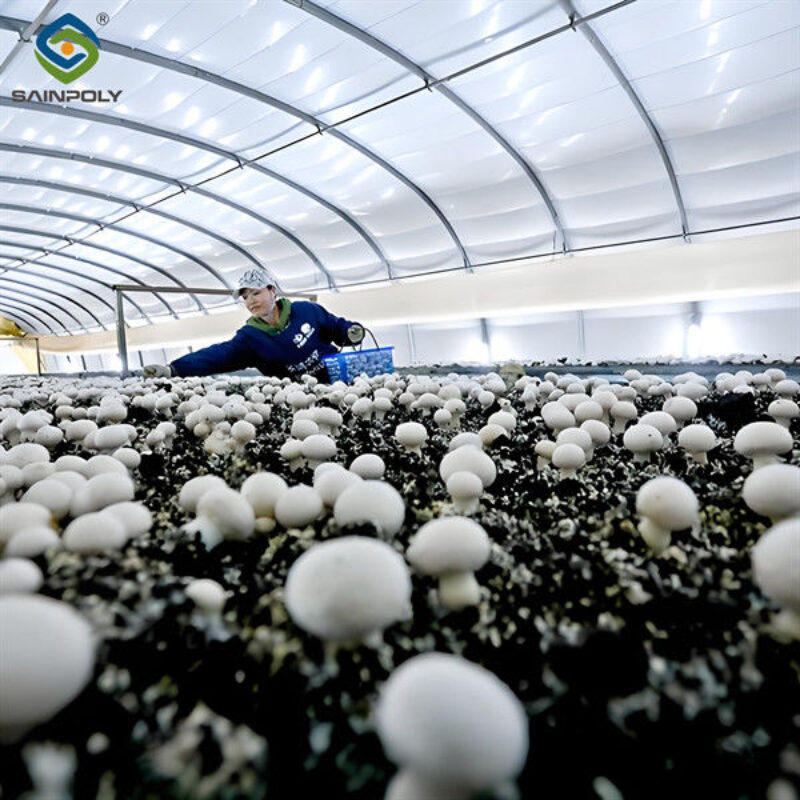 Electrical Control Mushroom Growing Greenhouse With Hot Galvanizing Pipe Structure
