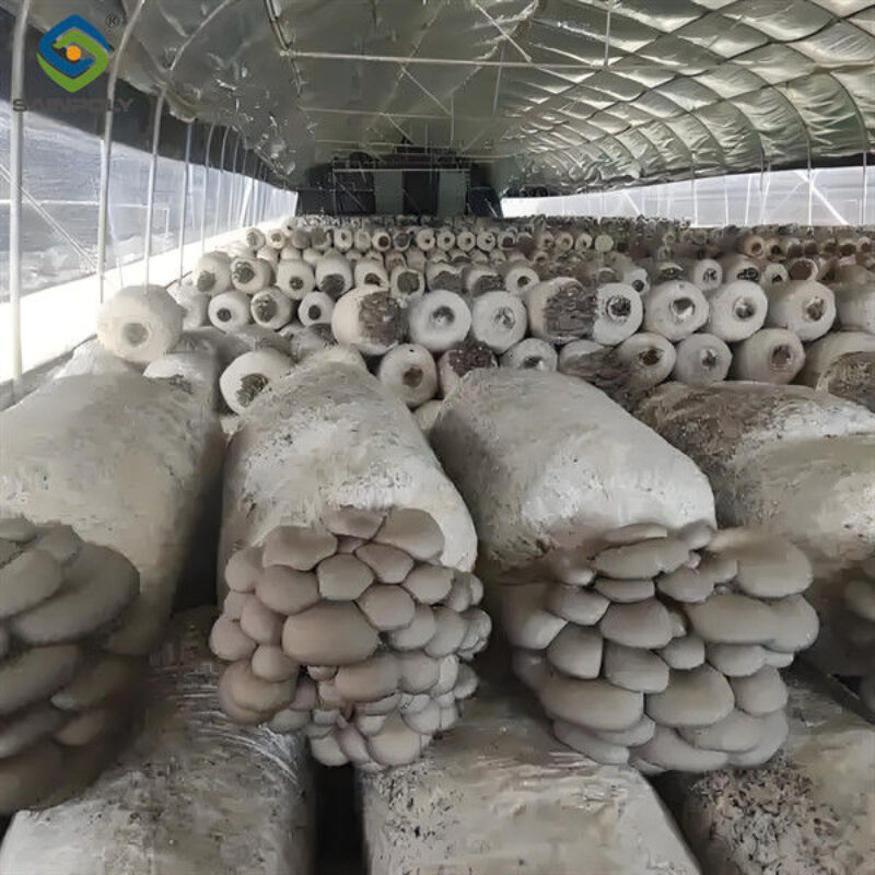 Electrical Control Mushroom Growing Greenhouse With Hot Galvanizing Pipe Structure