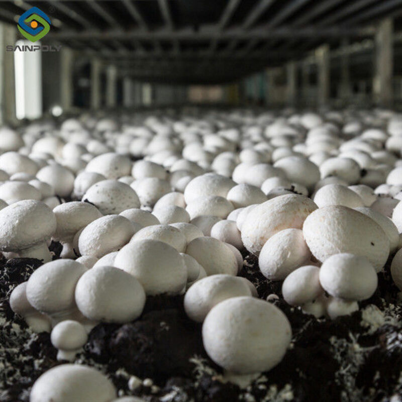 Electrical Control Mushroom Growing Greenhouse With Hot Galvanizing Pipe Structure