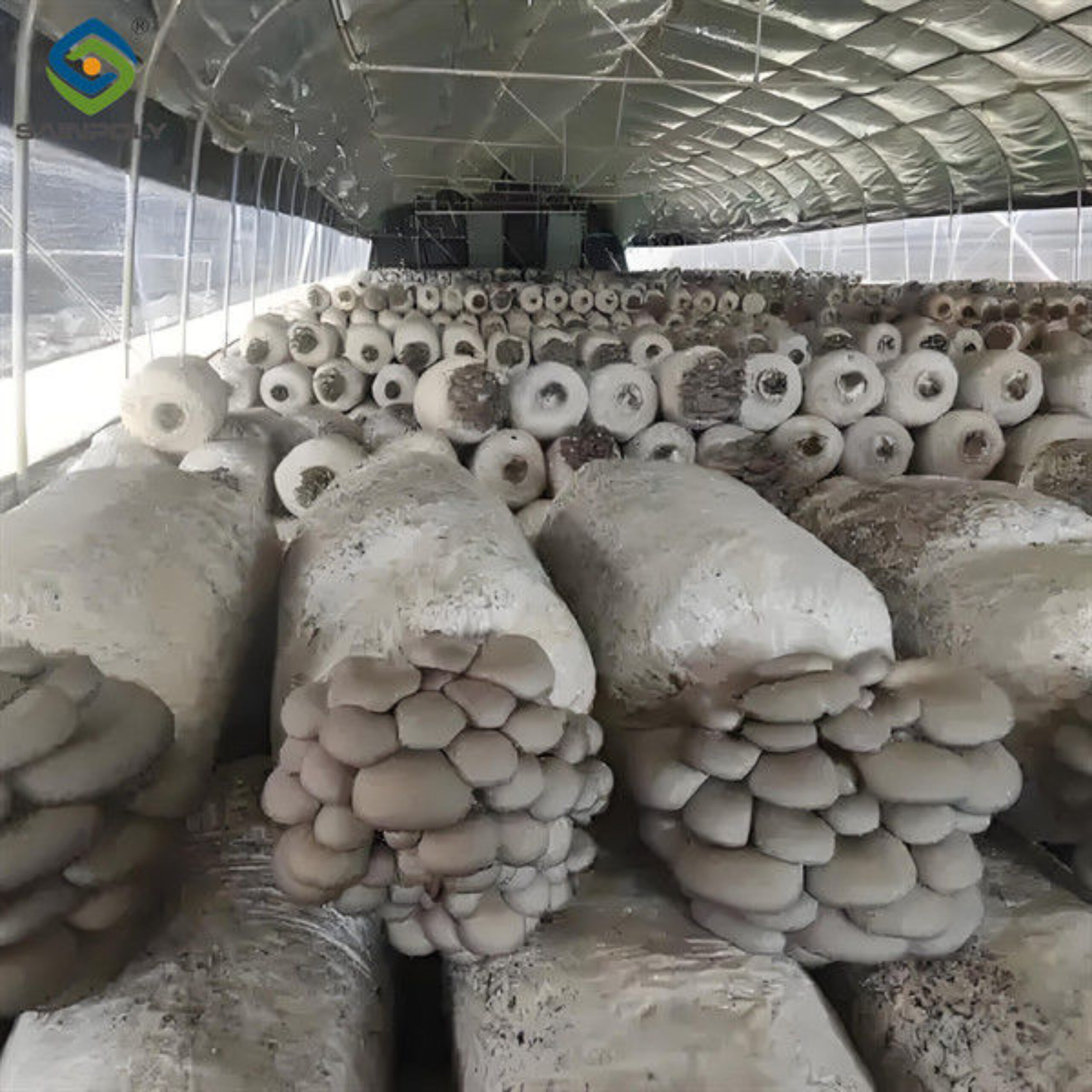 Electrical Control Mushroom Growing Greenhouse With Hot Galvanizing Pipe Structure