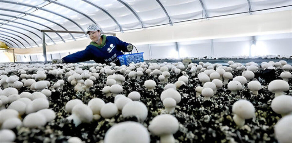 Electrical Control Mushroom Growing Greenhouse With Hot Galvanizing Pipe Structure