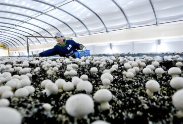 Electrical Control Mushroom Growing Greenhouse With Hot Galvanizing Pipe Structure