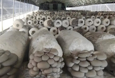 Electrical Control Mushroom Growing Greenhouse With Hot Galvanizing Pipe Structure
