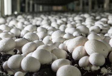 Electrical Control Mushroom Growing Greenhouse With Hot Galvanizing Pipe Structure