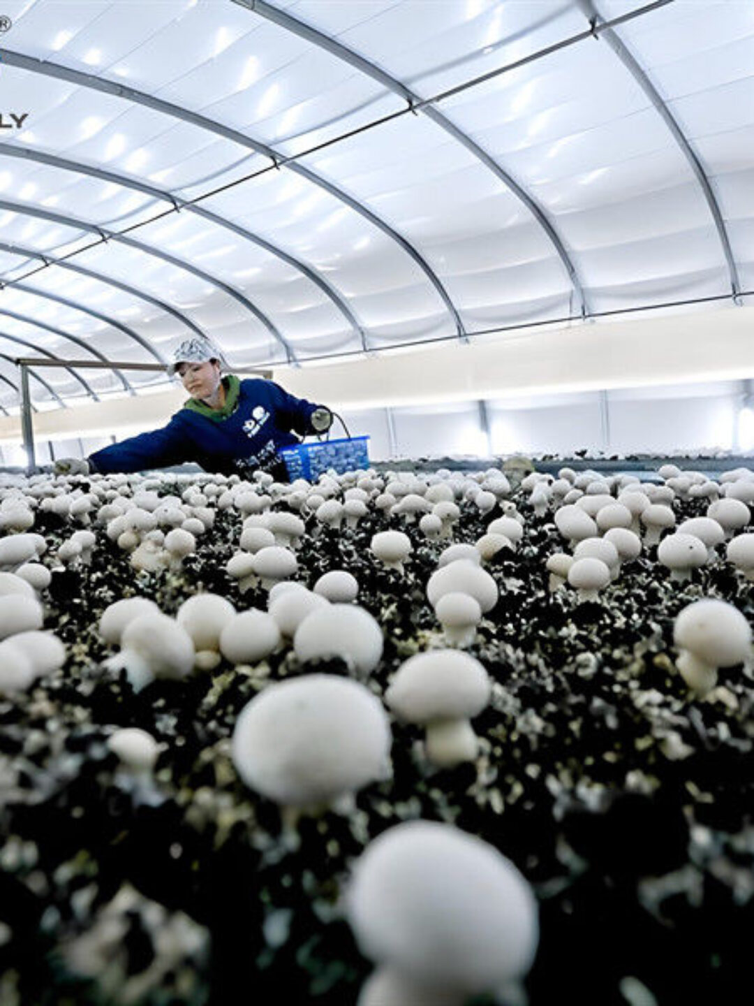 Electrical Control Mushroom Growing Greenhouse With Hot Galvanizing Pipe Structure