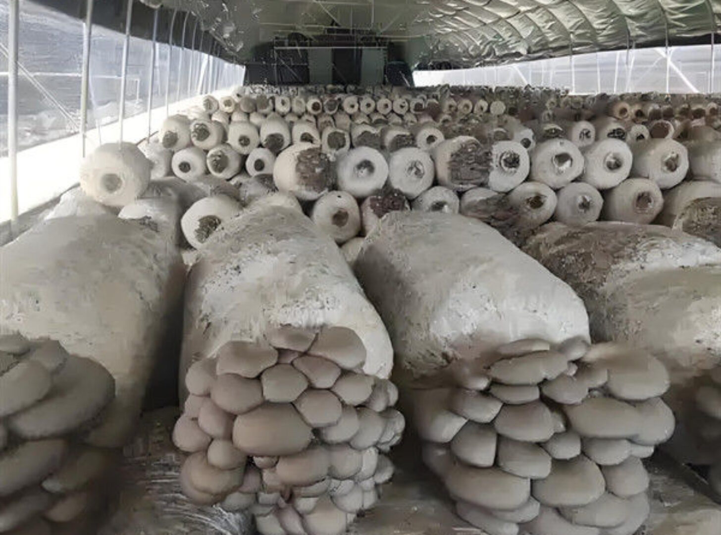 Electrical Control Mushroom Growing Greenhouse With Hot Galvanizing Pipe Structure