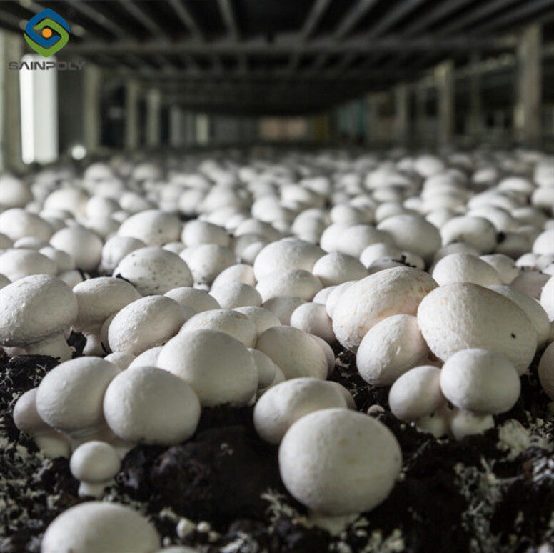 Electrical Control Mushroom Growing Greenhouse With Hot Galvanizing Pipe Structure