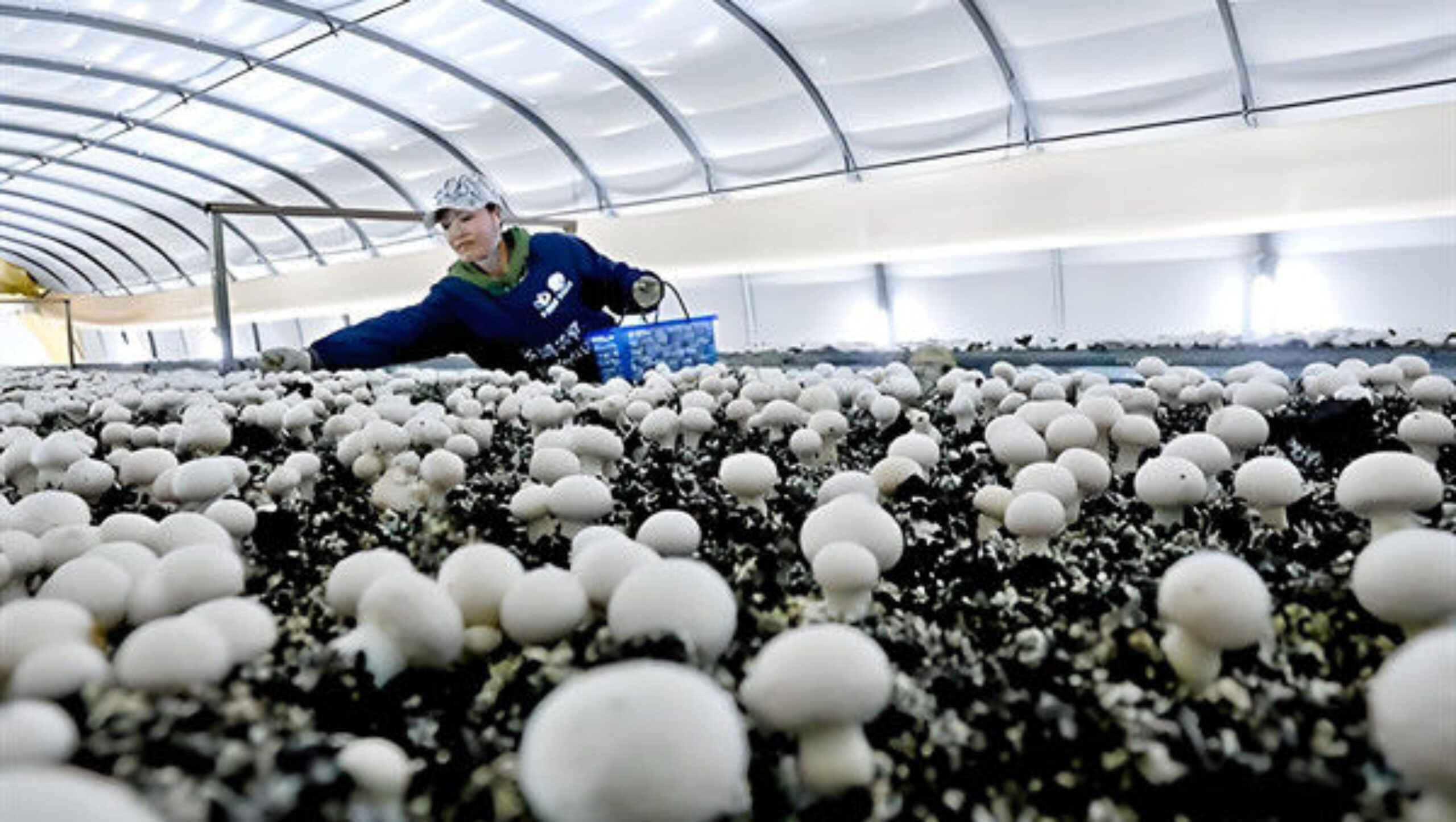 Electrical Control Mushroom Growing Greenhouse With Hot Galvanizing Pipe Structure