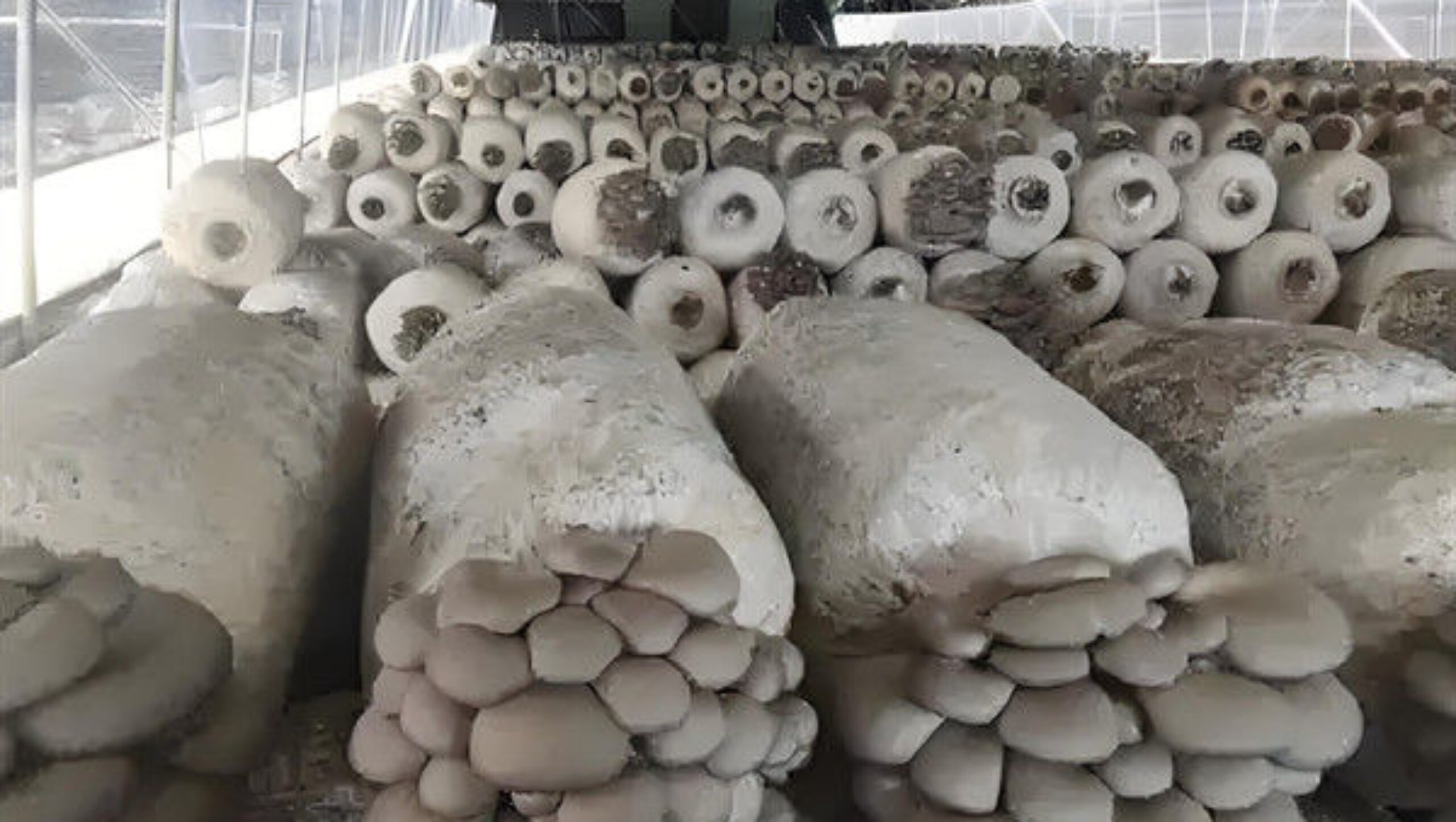 Electrical Control Mushroom Growing Greenhouse With Hot Galvanizing Pipe Structure