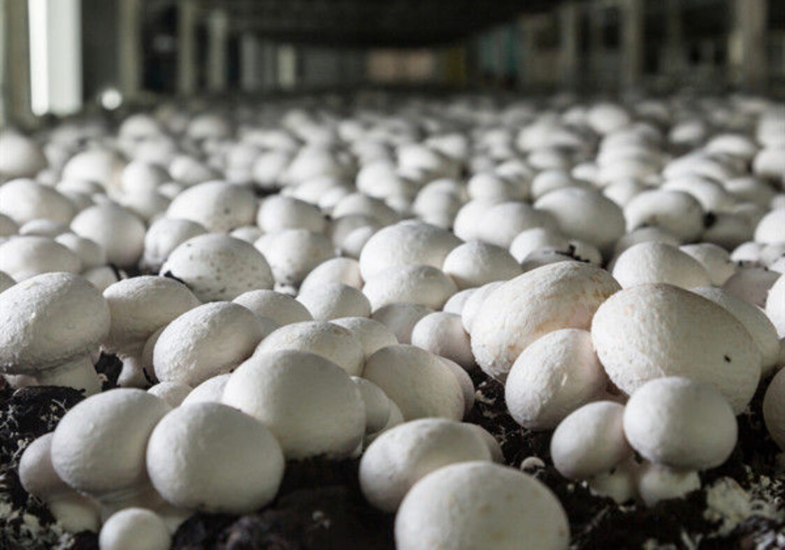 Electrical Control Mushroom Growing Greenhouse With Hot Galvanizing Pipe Structure