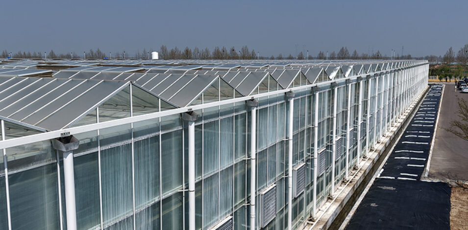 (Elevated Strawberry Hydroponics) Vertical Cultivation Commercial Multi-Span Hydroponic Greenhouse -