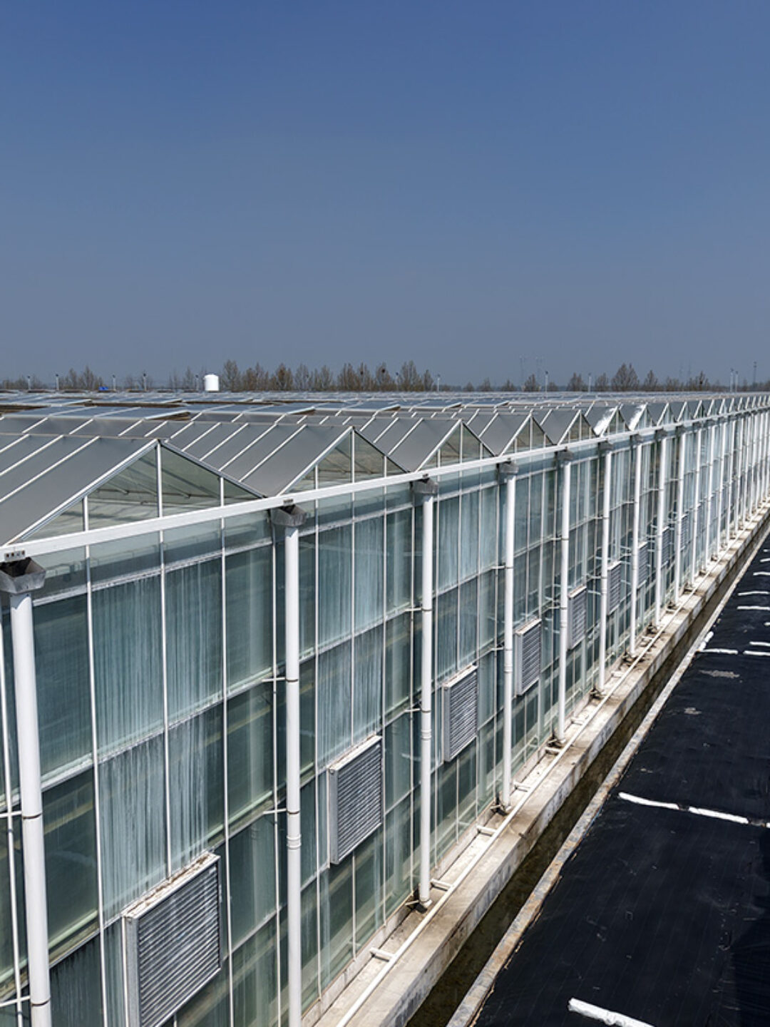 (Elevated Strawberry Hydroponics) Vertical Cultivation Commercial Multi-Span Hydroponic Greenhouse -