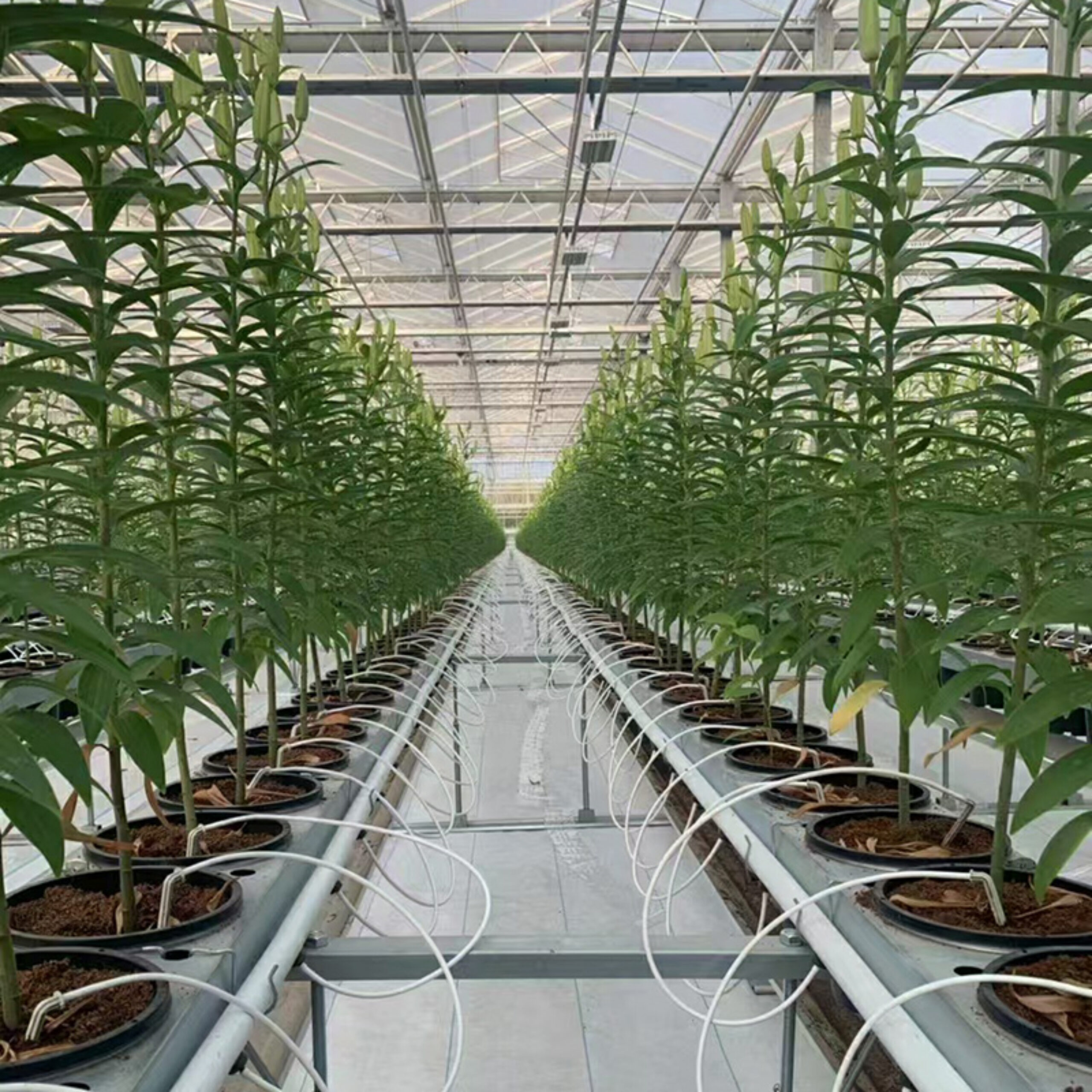 Factory manufacturing of commercial polycarbonate greenhouses for vegetable cultivation